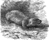 Mole-rat engraving