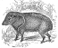  Peccary Swine Pig engraving