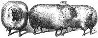 Sheep engraving