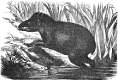 Tapir engraving