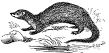 Weasel engraving