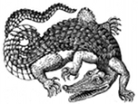 crocodile engraving