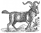 goat engraving