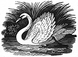 swan engraving