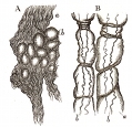 anatomy, connective tissue engraving