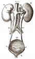 anatomy, kidneys engraving