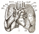 anatomy, lungs engraving