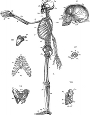 anatomy, skeleton engraving