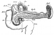 anatomy, spleen engraving