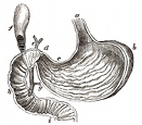 anatomy, stomach engraving