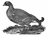 black grouse, black cock engraving