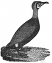 cormorant engraving