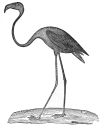 flamingo engraving