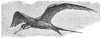 frigate bird engraving