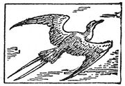 frigatebird engraving