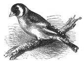 goldfinch engraving