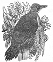 green woodpecker engraving