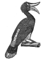 hornbill engraving