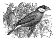 java sparrow engraving