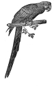 macaw engraving