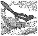 magpie engraving