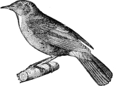 nightingale engraving