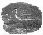 night heron engraving