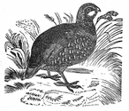 partridge engraving