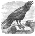 raven engraving