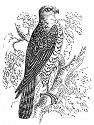 sparrow hawk engraving