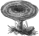 orange-milk mushroom engraving