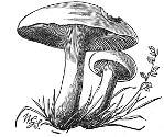 plum mushroom engraving