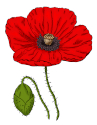 colourized poppy image