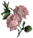 colourized rose image
