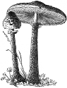 scaly mushroom engraving