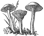 viscid white mushroom engraving