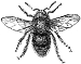 Carpenter Bee engraving