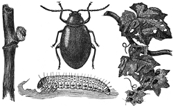 destructive beetle engraving