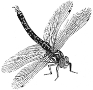 dragonfly engraving
