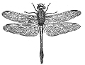 Dragonfly engraving