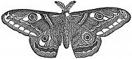 emperor moth engraving