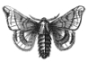 Female Silkworm Moth engraving