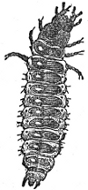 Granivorous Beetle larva engraving
