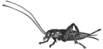 House-Cricket engraving