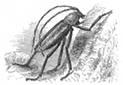 longicorn beetle engraving