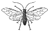 Male Sawfly engraving