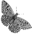 moth engraving