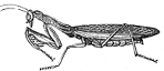Praying Mantis engraving