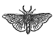 Silkworm Moth engraving