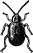 Turnip Flea Beetle engraving